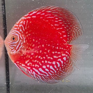 Discus White Pigeon CheckerBoard origine Malaisie 14 cm