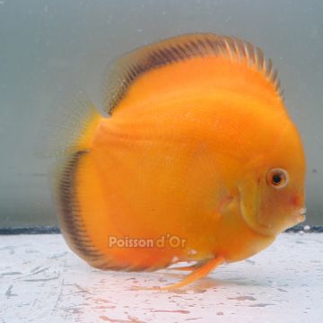 Discus Golden Diamond origine Malaisie 14-15 cm