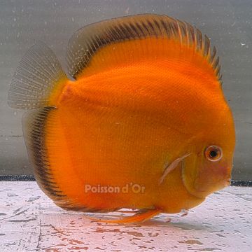 Discus Golden Diamond origine Malaisie 14-15 cm