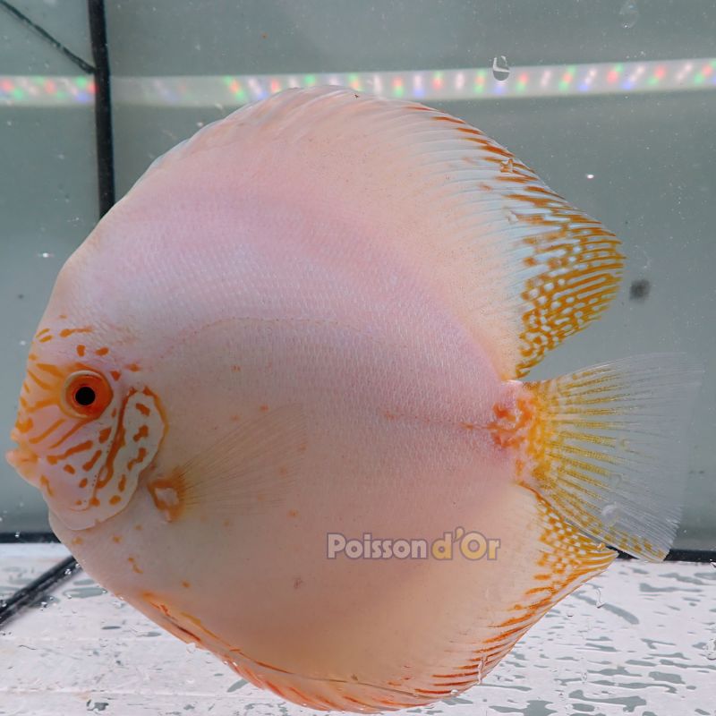 Discus Albino White Butterfly origine Malaisie 14-15 cm