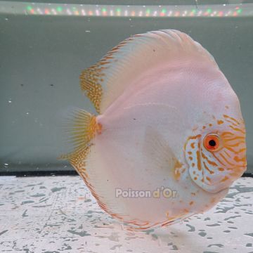 Discus Albino White Butterfly origine Malaisie 14-15 cm