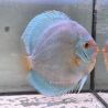 Discus Blue Diamond origine Malaisie 14-15 cm