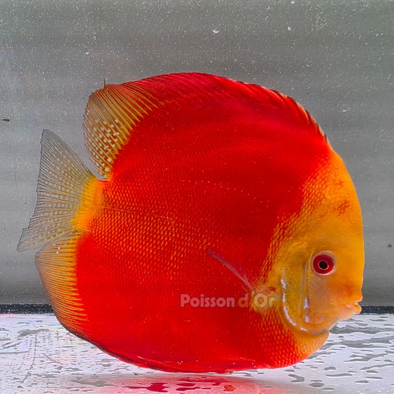 Discus Melon origine Malaisie 14-15 cm