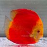 Discus Melon origine Malaisie 14-15 cm