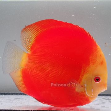 Discus Melon origine Malaisie 14-15 cm