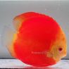 Discus Melon origine Malaisie 14-15 cm