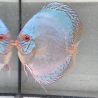 Discus Reflection Deep origine Malaisie 14-15 cm