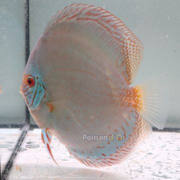 Discus Reflection Deep origine Malaisie 14-15 cm