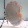 Discus Reflection Deep origine Malaisie 14-15 cm