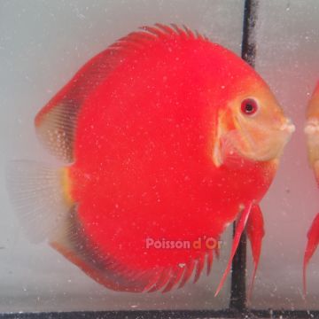 Discus Red Golden Diamond origine Malaisie 14-15 cm
