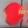 Discus Red Golden Diamond origine Malaisie 14-15 cm