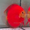 Discus Red Golden Diamond origine Malaisie 14-15 cm