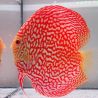 Discus Majestic Pigeon CheckerBoard origine Malaisie 14-15 cm