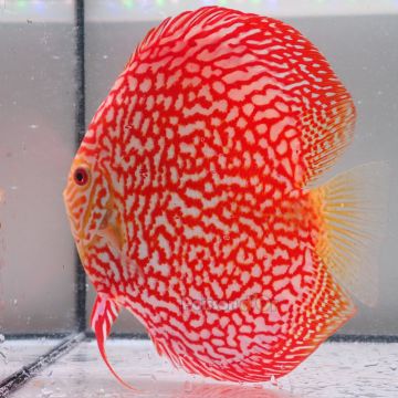 Discus Majestic Pigeon CheckerBoard origine Malaisie 14-15 cm