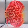 Discus Majestic Pigeon CheckerBoard origine Malaisie 14-15 cm