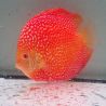 Discus Pigeon Scarlet Snake origine Malaisie 14-15 cm