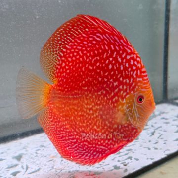 Discus Pigeon Scarlet Snake origine Malaisie 14-15 cm