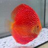 Discus Pigeon Scarlet Snake origine Malaisie 14-15 cm