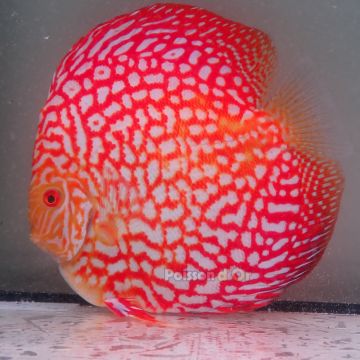 Discus Pigeon CheckerBoard originie Malaisie 15 cm