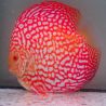 Discus Pigeon CheckerBoard originie Malaisie 15 cm