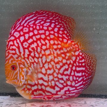 Discus Pigeon CheckerBoard originie Malaisie 15 cm