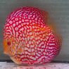 Discus Pigeon CheckerBoard originie Malaisie 15 cm