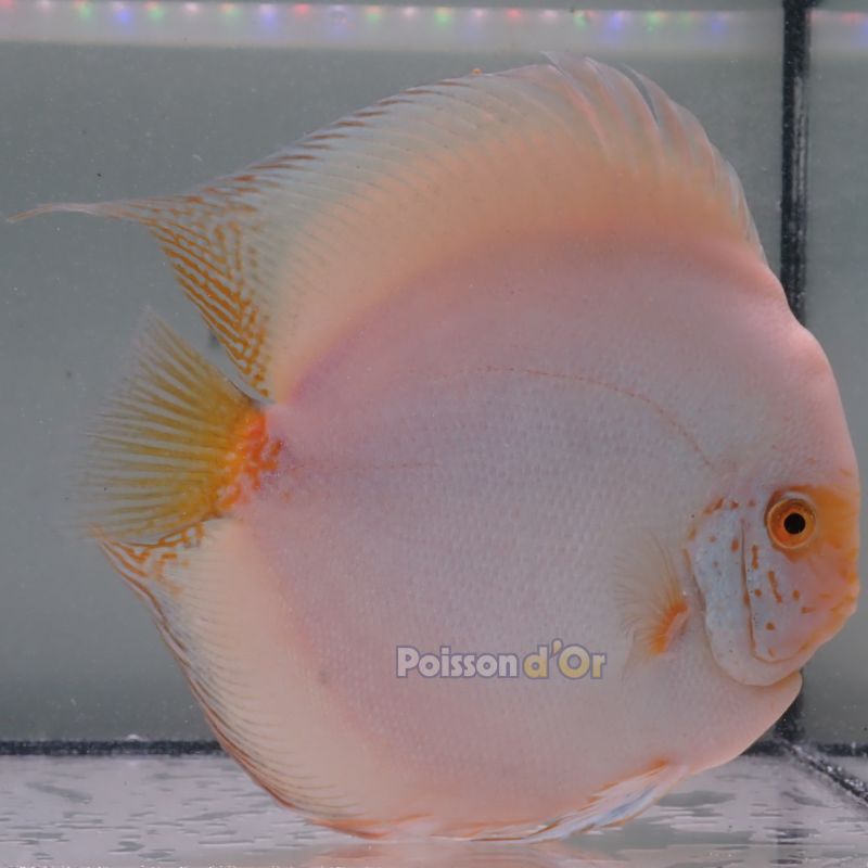 Discus White Butterfly originie Malaisie 15 cm