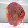 Discus Majestic Fire originie Malaise 15 cm