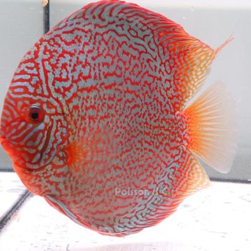Discus Majestic Fire originie Malaise 15 cm