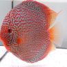 Discus Majestic Fire originie Malaise 15 cm