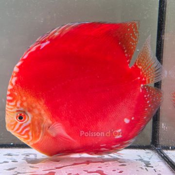 Discus Moon Stone originie Malaisie 15 cm