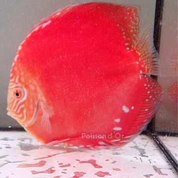 Discus Moon Stone originie Malaisie 15 cm