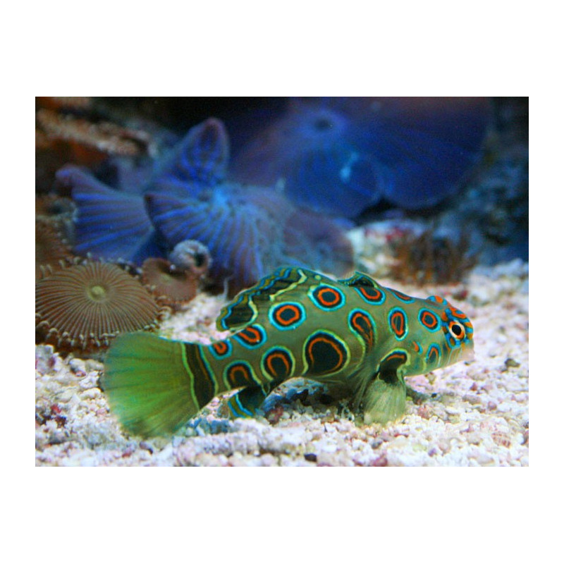 Synchiropus picturatus * : 4 à 6 cm