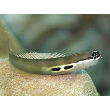 Ecsenius Bimaculatus