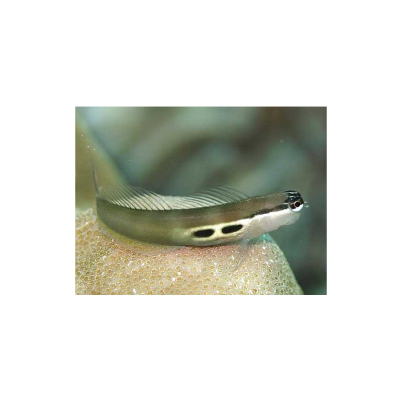 Ecsenius Bimaculatus