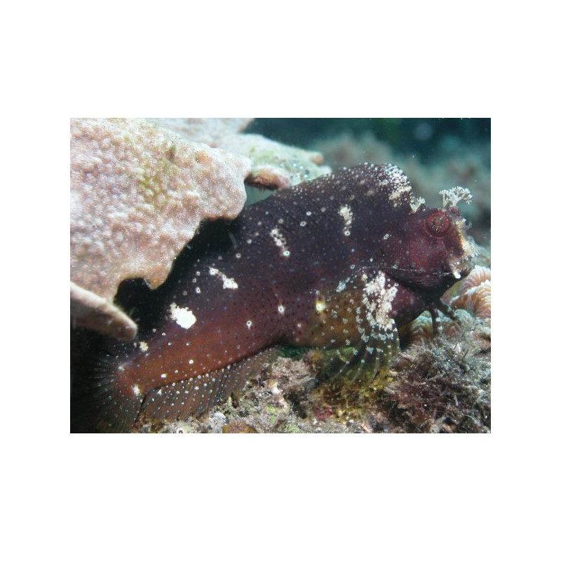 Salarias ramosus 5-7cm