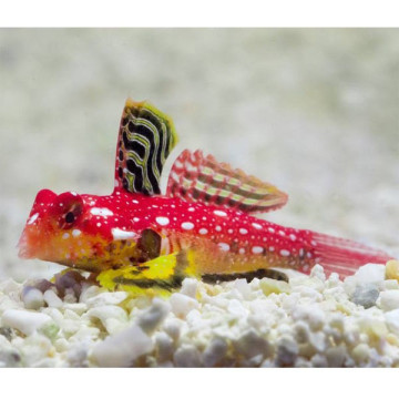 Synchiropus sycorax mâle *: 3-4 cm