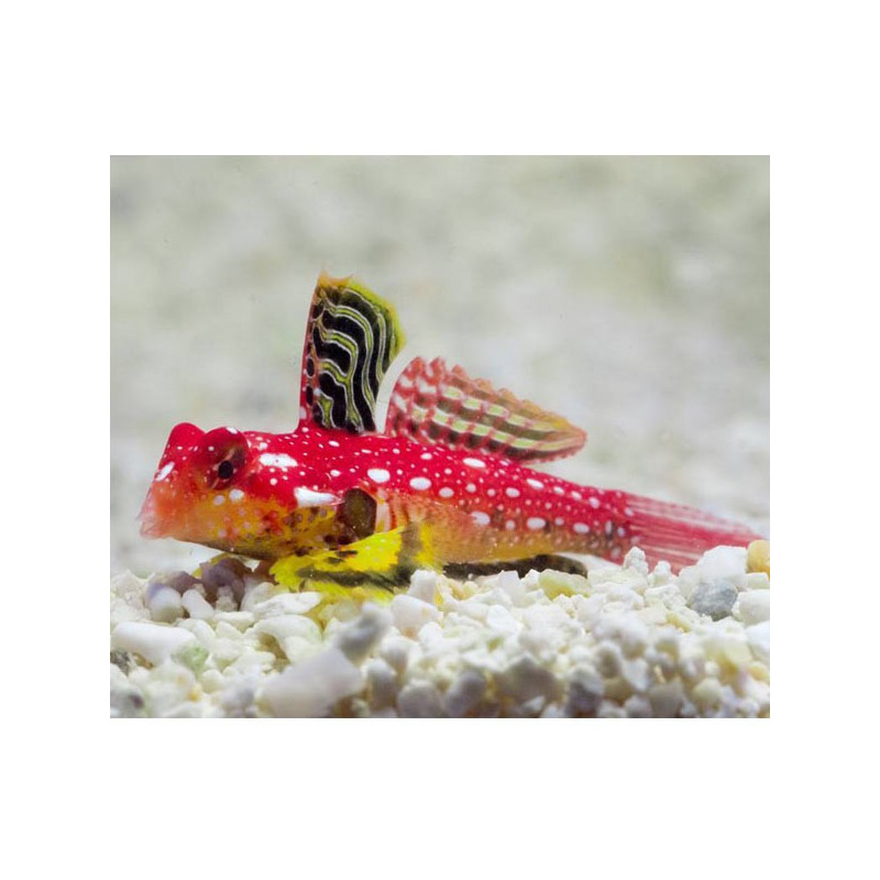 Synchiropus sycorax mâle  4-5 cm