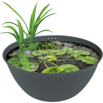 Superfish Medaka Bowl 600