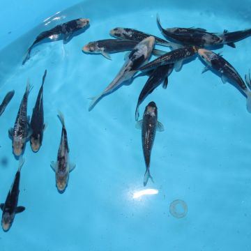 Koi Japon Kumonryu 15-17 cm éleveur Takatatsu