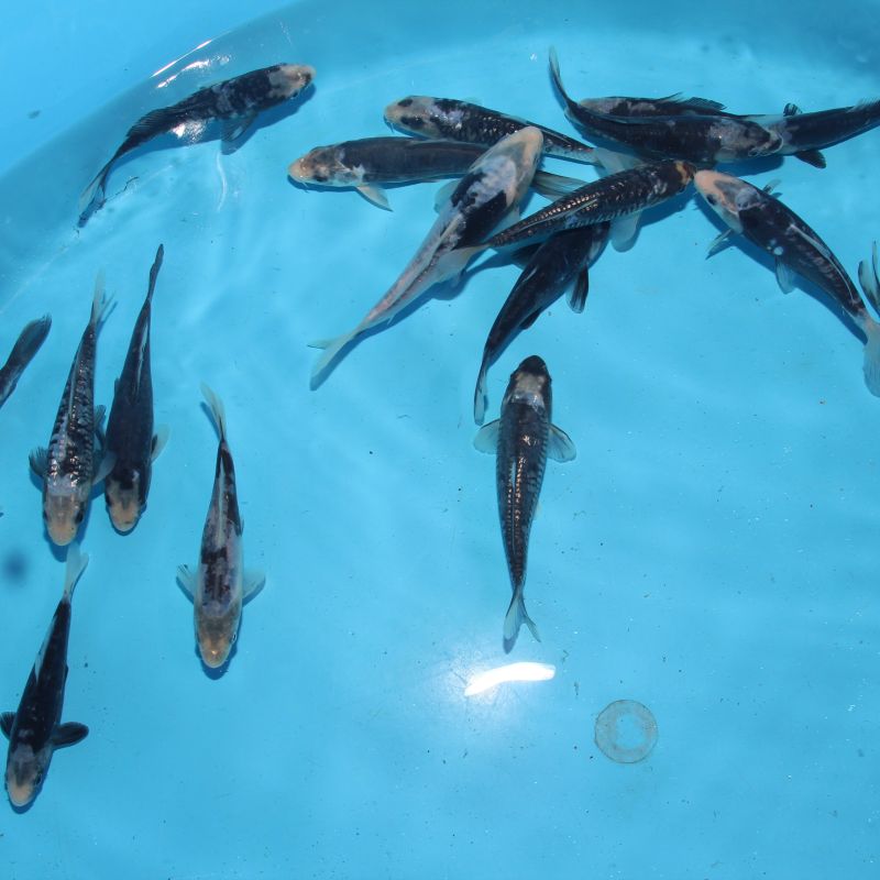 Koi Japon Kumonryu 15-17 cm éleveur Takatatsu