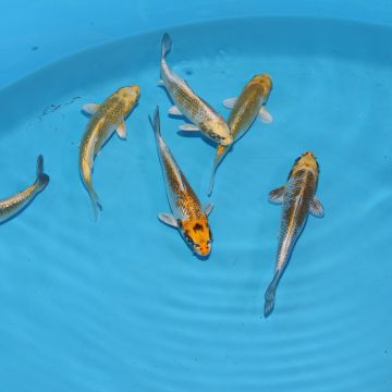 Koi Japon Tosai Yello Kirin 15-17 cm éleveur Takatatsu 