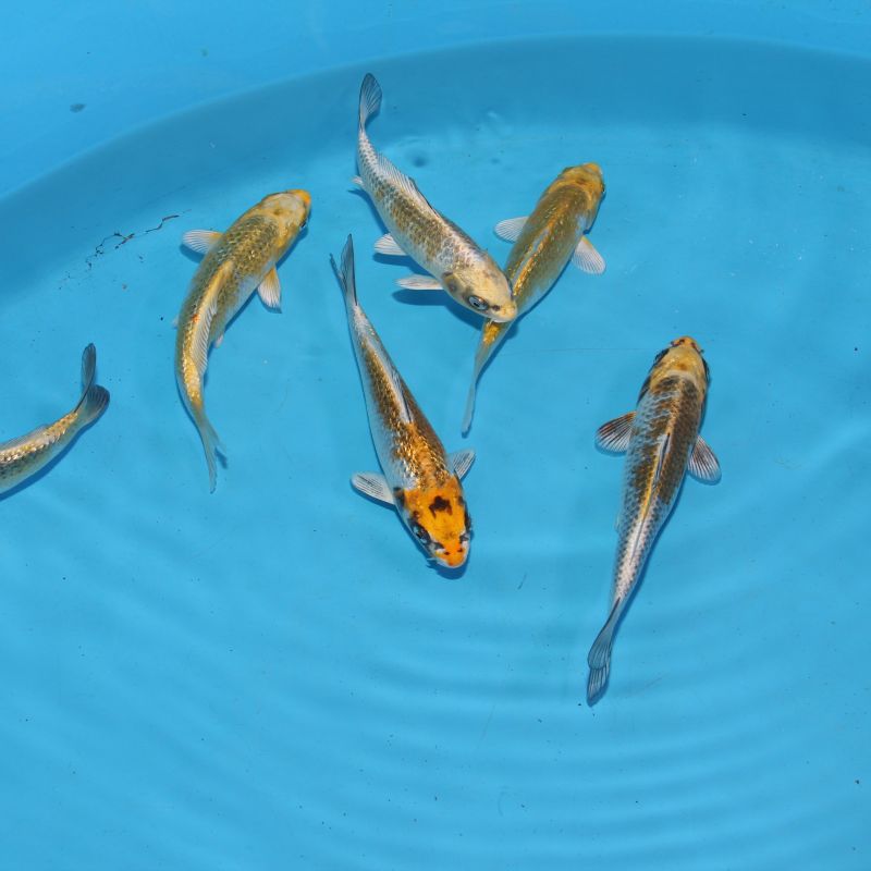 Koi Japon Kumonryu 15-17 cm éleveur Takatatsu