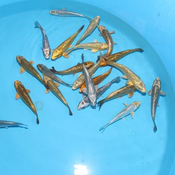 Koi Japon Kumonryu 15-17 cm éleveur Takatatsu