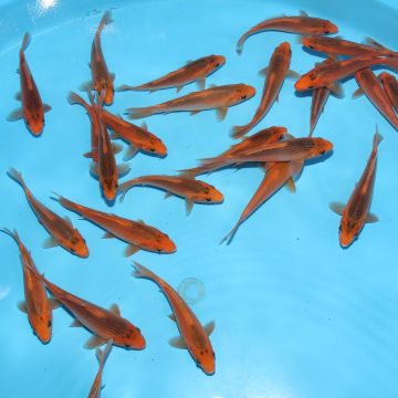 Koi Japon Kumonryu 15-17 cm éleveur Takatatsu