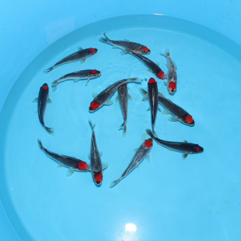 Koi Japon Tosai Tancho Gohiki Select. 15-17 cm éleveur Kawakami 