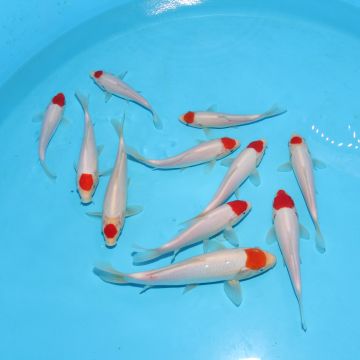 Koi Japon Tosai Tancho 16-18 cm éleveur Izumiya 