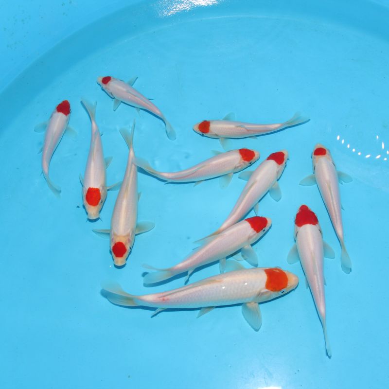 Koi Japon Kumonryu 15-17 cm éleveur Takatatsu