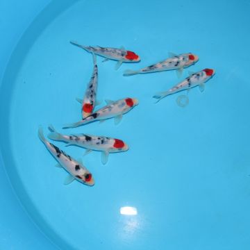 Koi Japon Kumonryu 15-17 cm éleveur Takatatsu