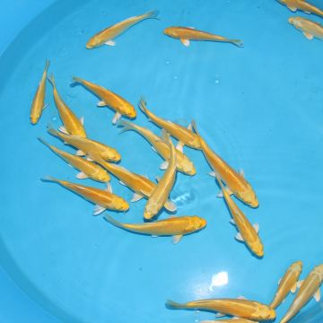 Koi Japon Kumonryu 15-17 cm éleveur Takatatsu